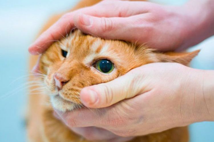 Examen del gato