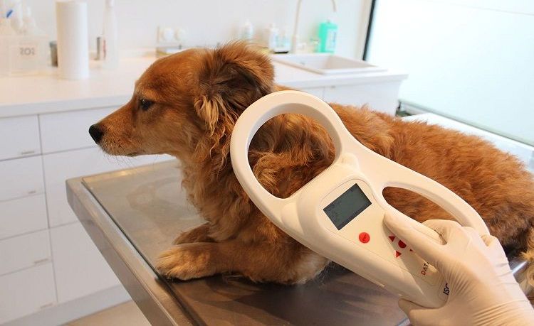 Implantación de microchip en animales