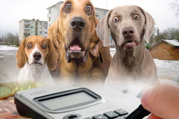 Impuesto sobre animales