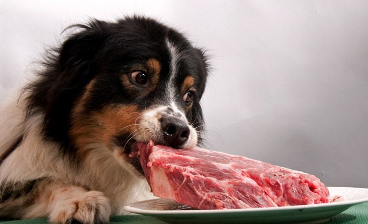 El perro come carne