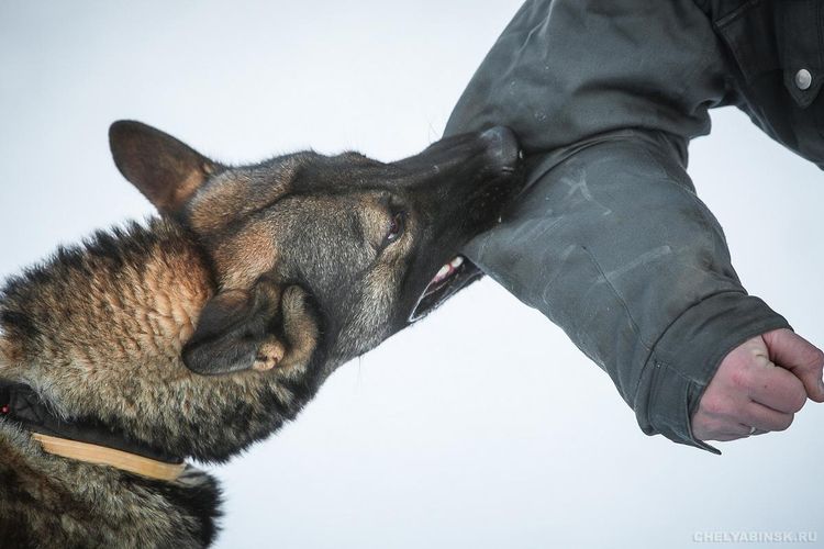 Ataque de un perro a un humano