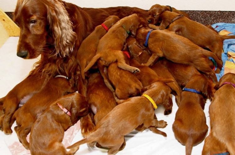 Spaniel con cachorros