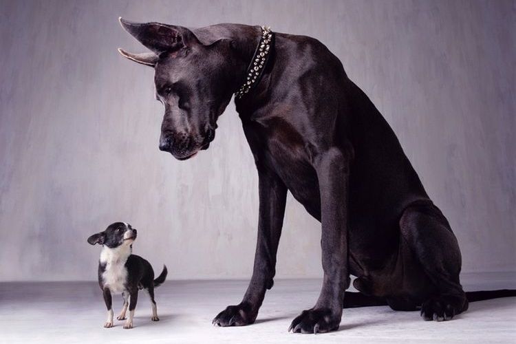Chihuahua y gran danés
