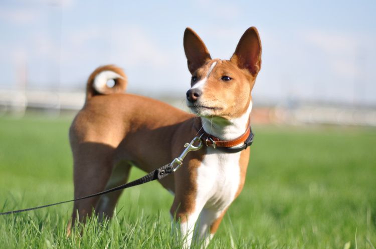 Basenji