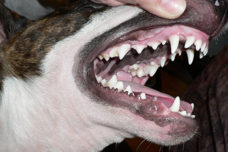 Estructura dental del perro