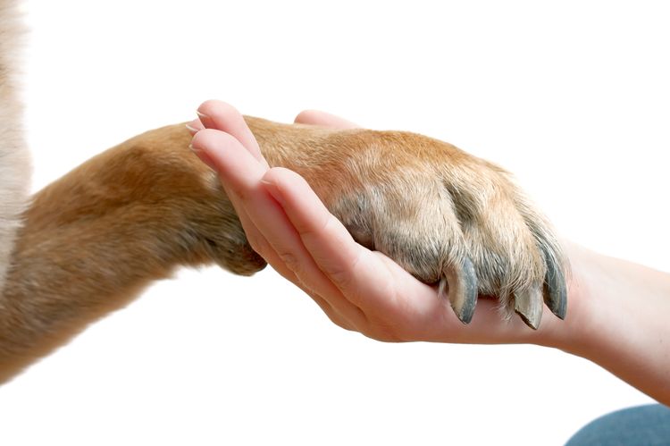 Uñas del perro