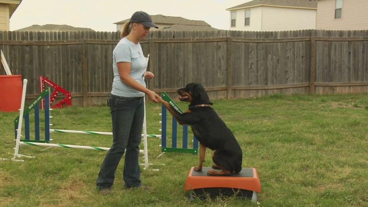 Adiestramiento de perros