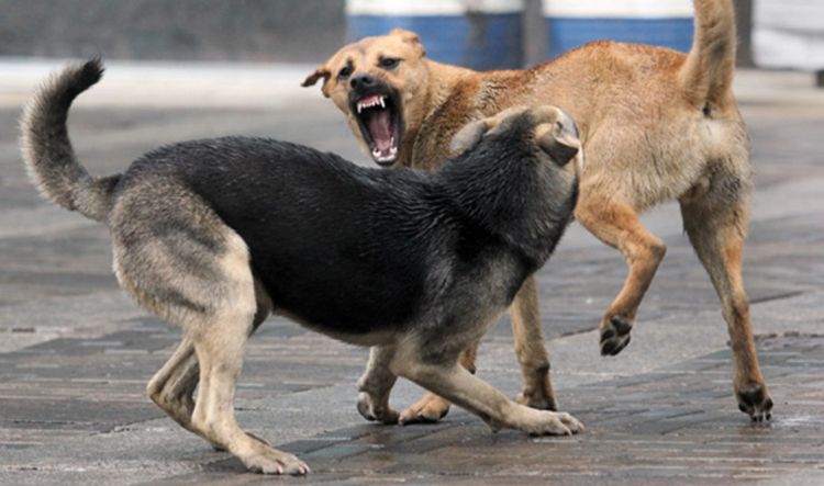 Pelea de perros callejeros