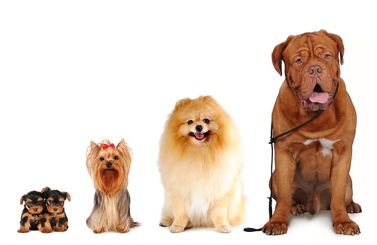 Diferentes razas de perros