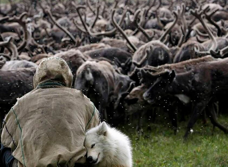 Raza Laika nenets pastora de renos