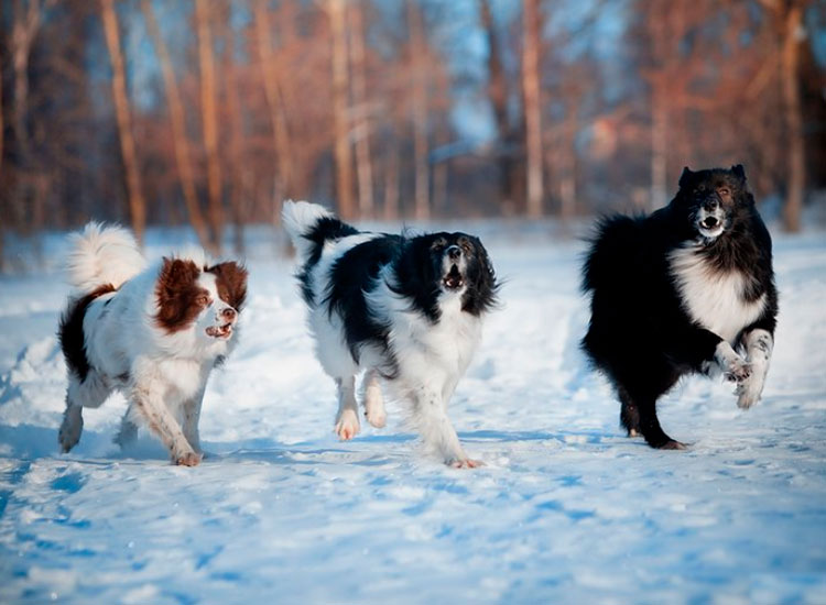tres perros laika pastores de renos