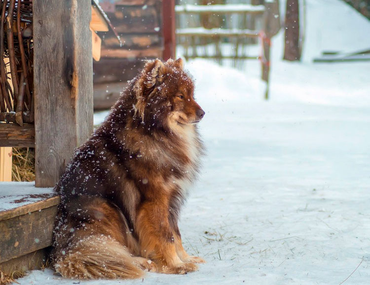 perro de raza Laika nenets