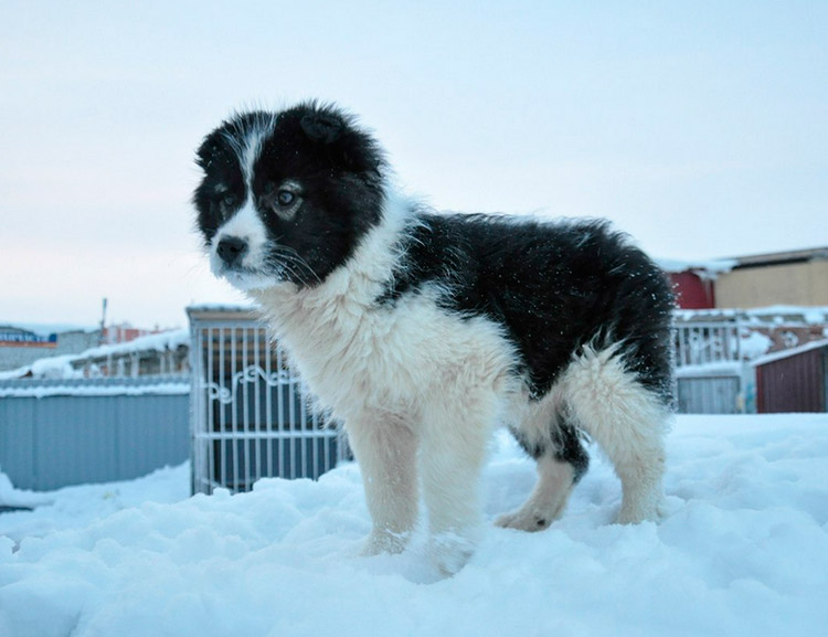 Cachorro de Laika nenets