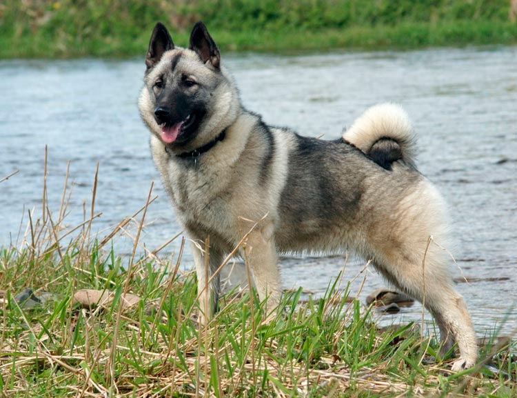 Raza de perro Elkhound noruego