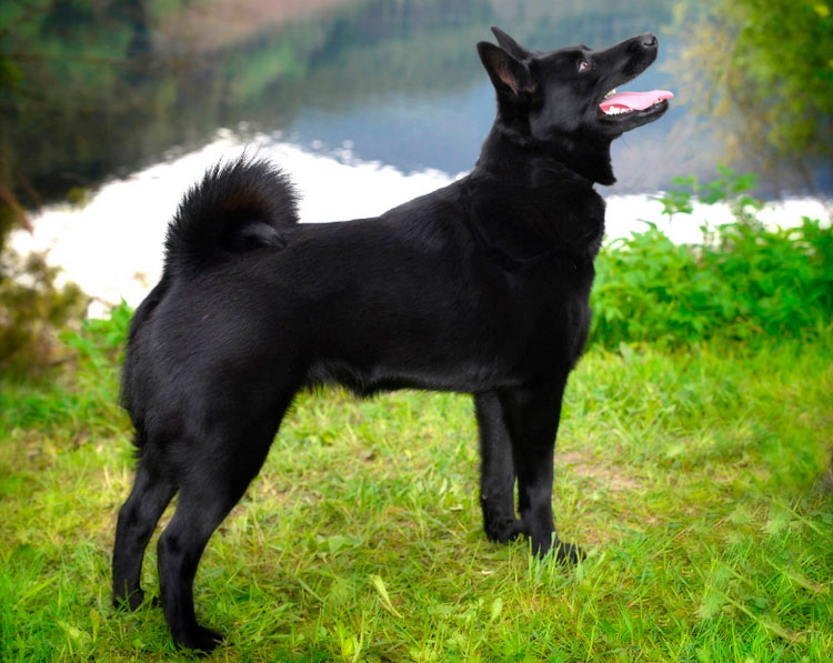 Precio del elkhound noruego