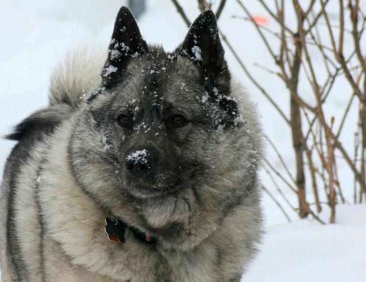 Foto de Elkhound noruego