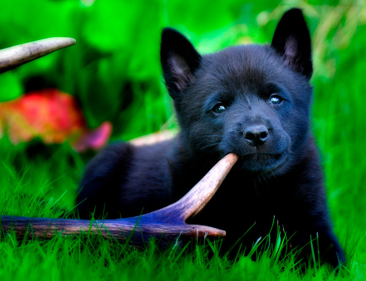 Cachorro de Elkhound noruego