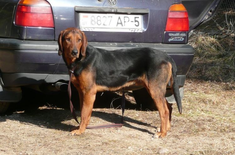 Sabueso bielorruso