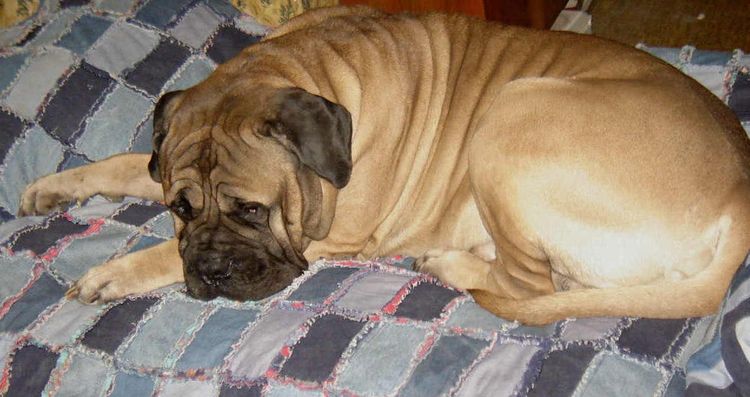 Bulmops