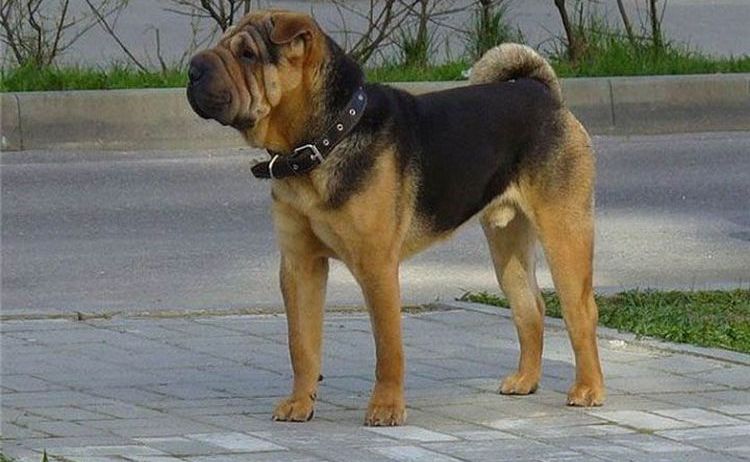 Shar-pei alemán