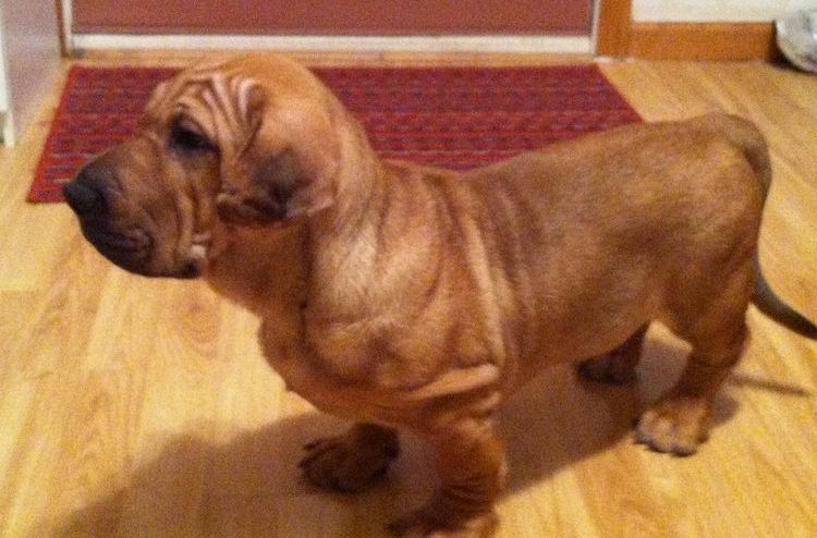 Basset-pei