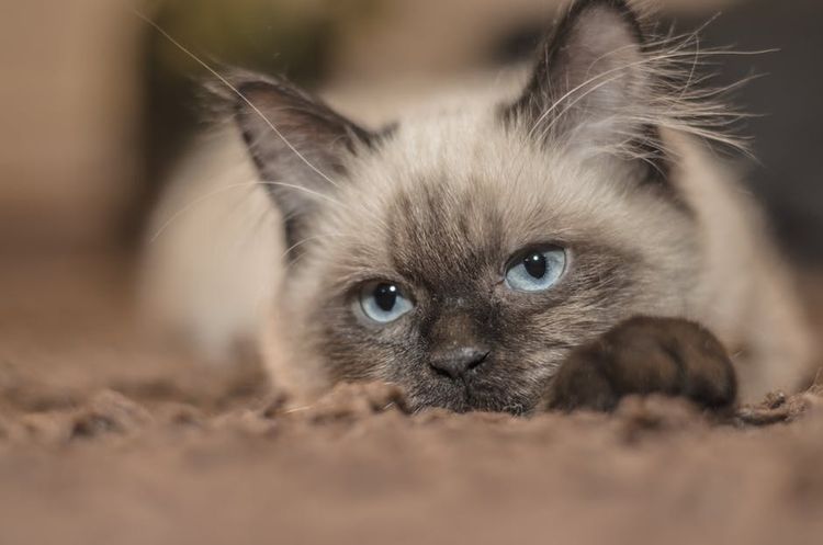 Gato enfermo