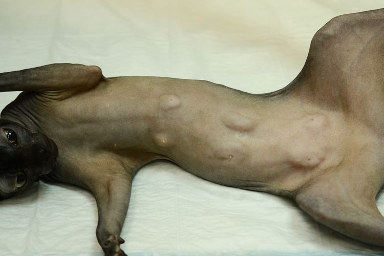 Tumor mamario en la gata
