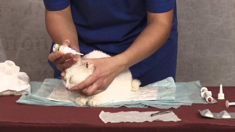 Al gato se le instila el oído