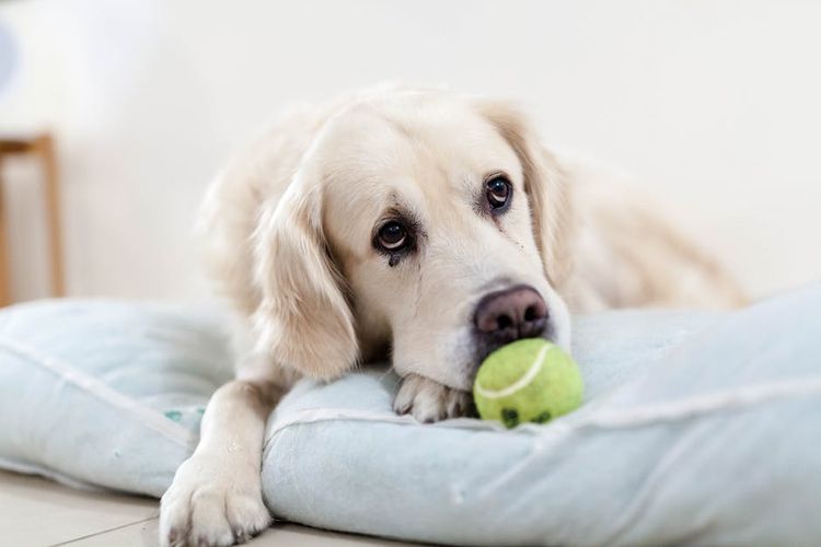 El perro no quiere jugar