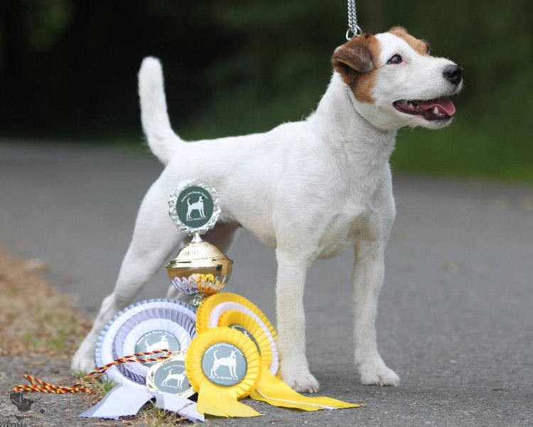 Parson Russell Terrier en exposición
