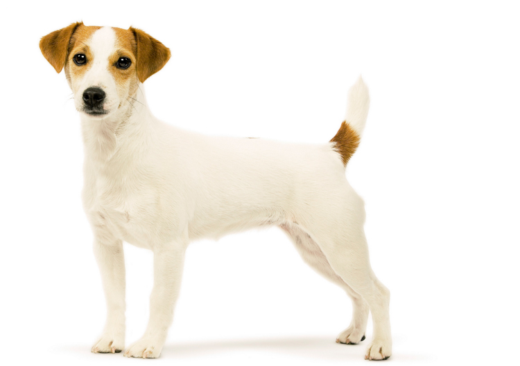 raza de perro Parson Russell Terrier