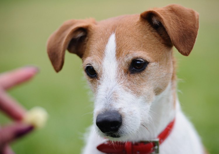 foto de Parson Russell Terrier