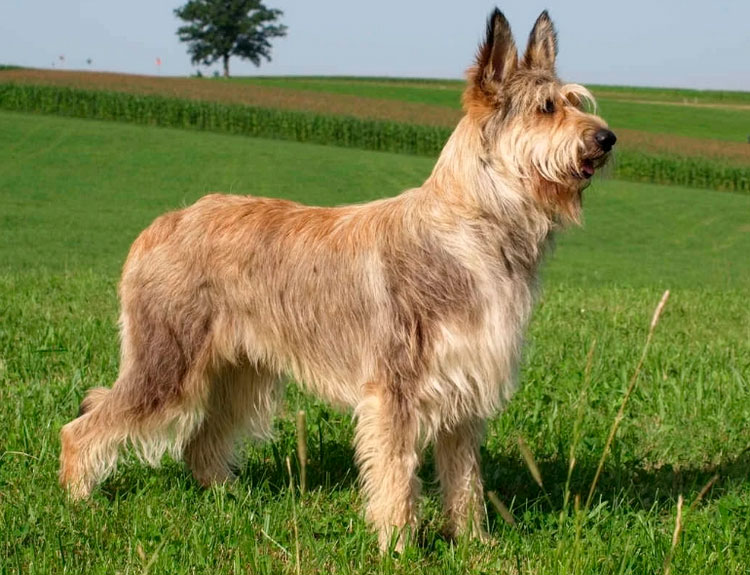 Raza canina: Pastor de Picardía