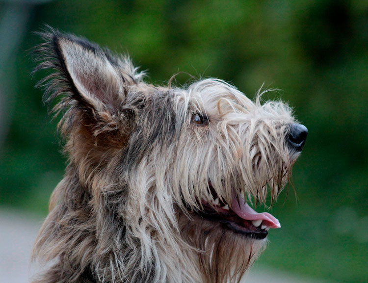 Perro de raza Pastor de Picardía