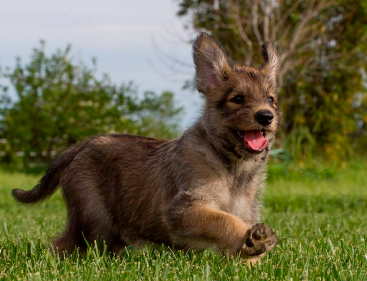 Cachorro de la raza Pastor de Picardía