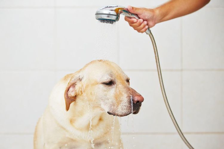 Labrador en el baño