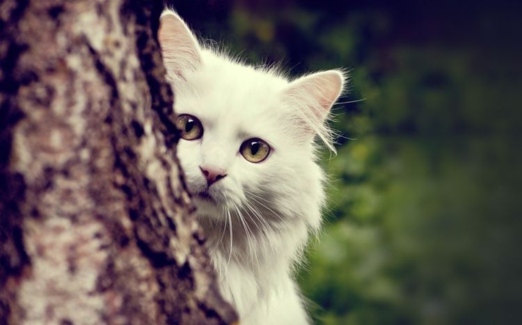 Los gatos se van de casa