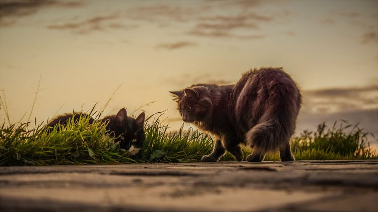 Dos gatas han salido de casa