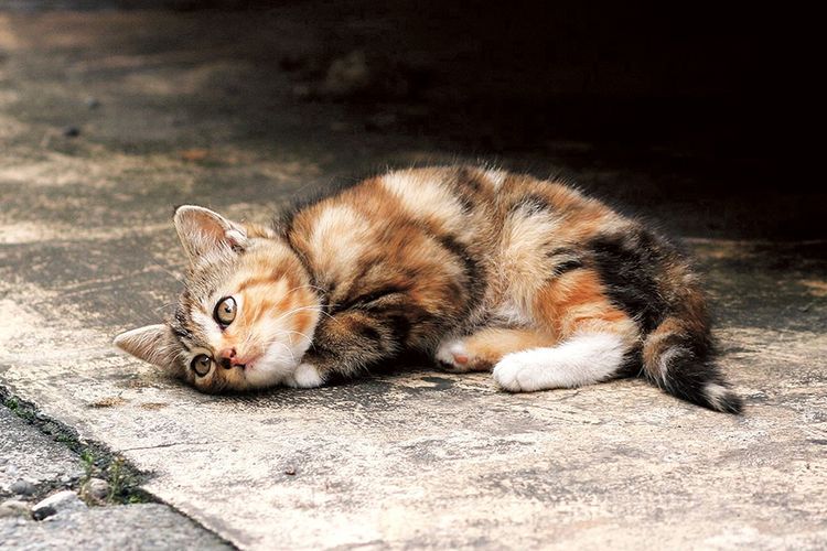 Gatito callejero