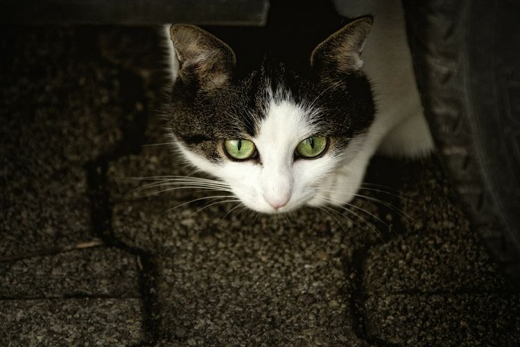 El gato se ha ido de casa