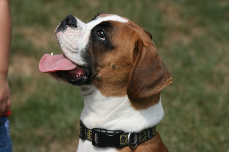 Perro con la lengua fuera