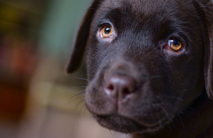 Cachorro triste