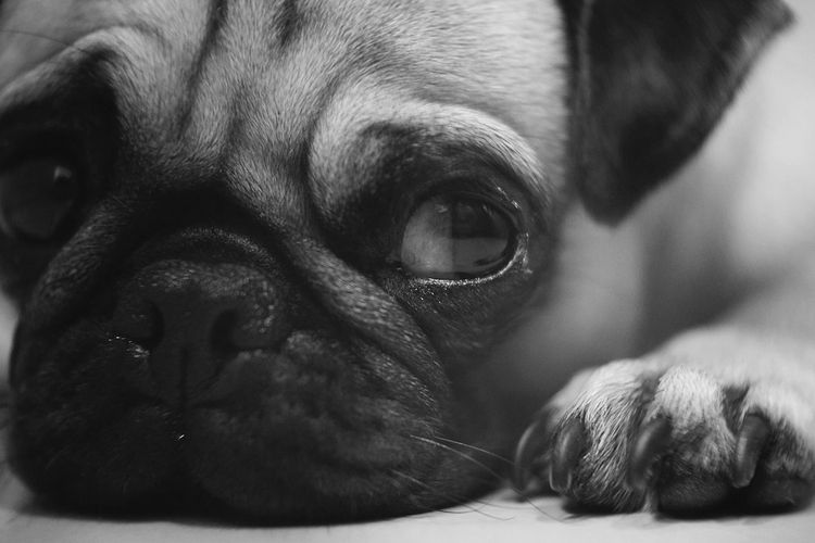 Carlino triste