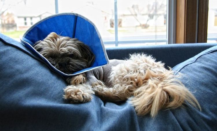 Perro después de la operación