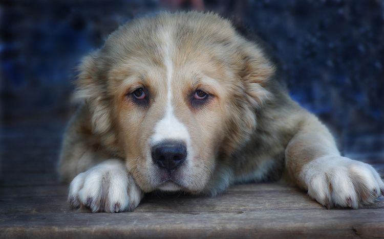 Perro grande y triste