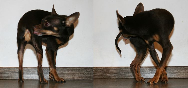El perro sufre picor