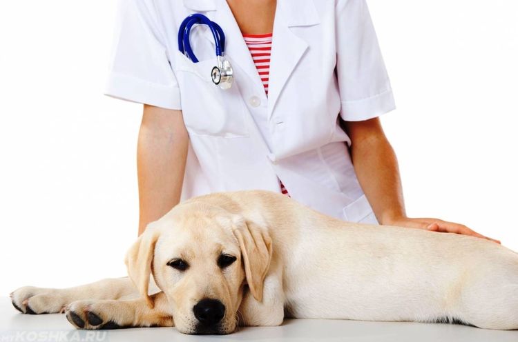 El perro en el veterinario