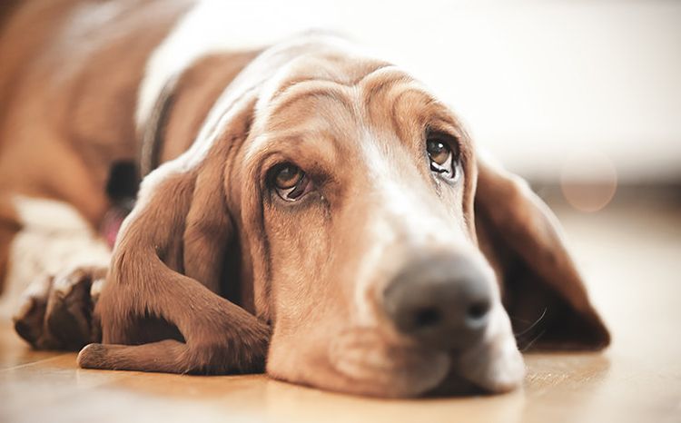 El Basset Hound está triste