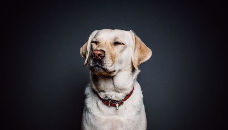 El perro tiene hipo