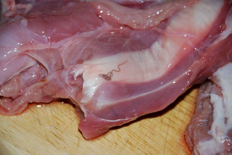 Carne de cerdo infectada de parásitos